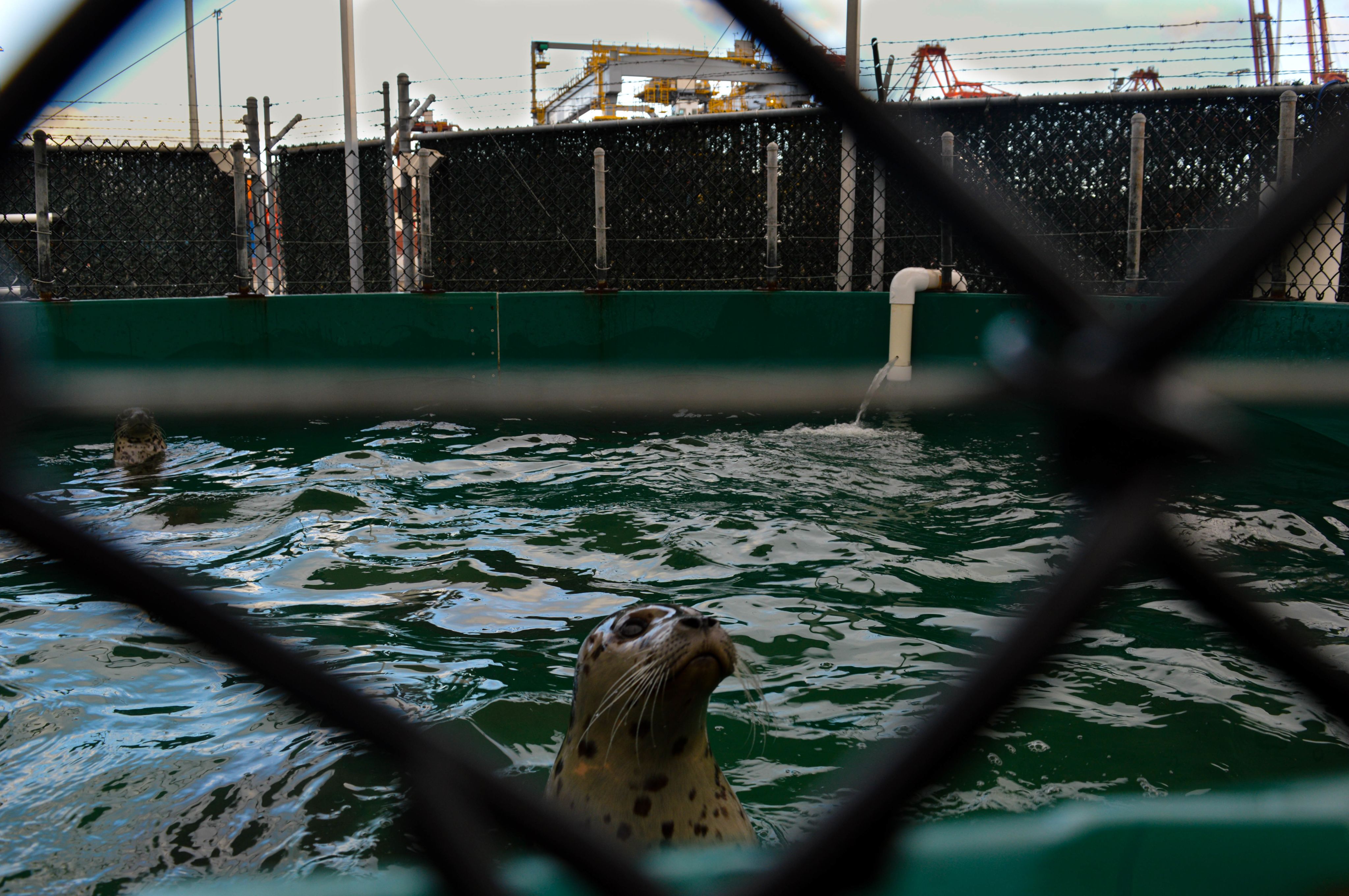 Mem Fish Rescue Sealvation